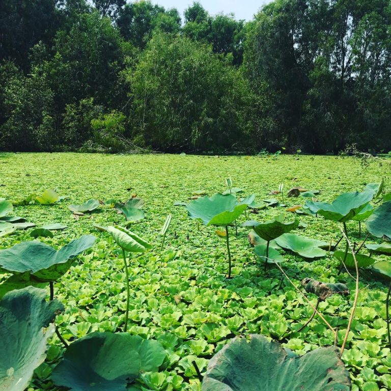 water ecosystem