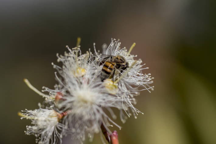 Primo rapporto globale FAO sullo biodiversità: diminuisce e mette a rischio futuro