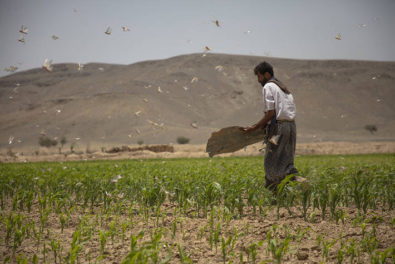 Yemen foto FAO