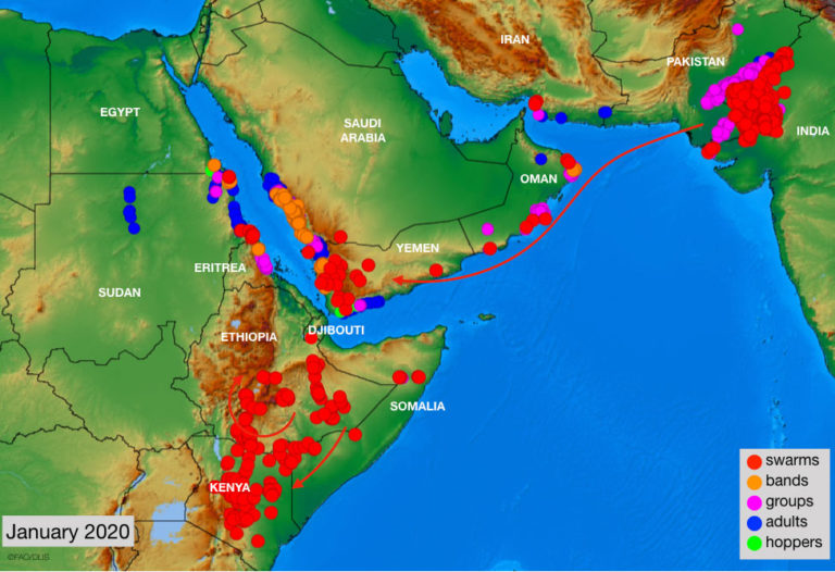 Le cavallette iniziano a riprodursi: per Corno d’Africa FAO chiede 70 milioni di dollari