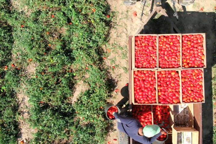 FAO: Sereni and Director QU Dongyu discuss the Food Coalition