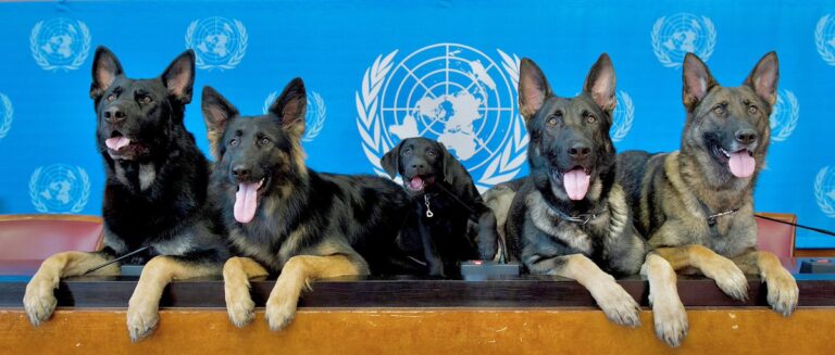 International Dog Day: UN, Italy celebrate their four-legged friends