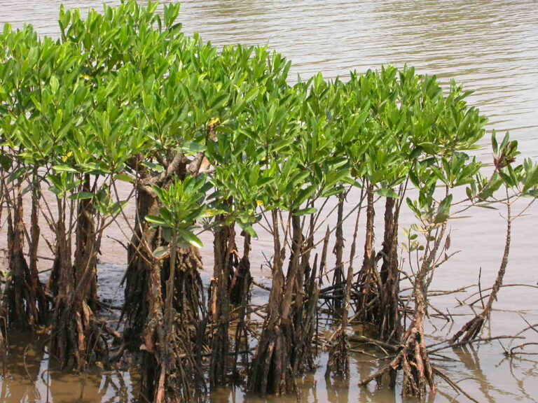 Italia e Mozambico al lavoro per censire e preservare le mangrovie