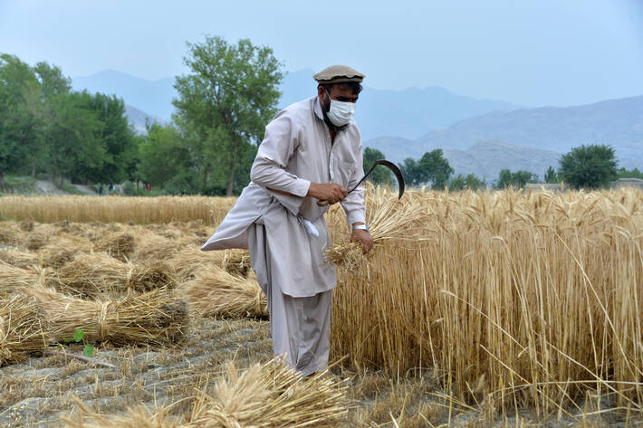 Afghanistan: Fao, per evitare catastrofe subito aiuti ad agricoltori e pastori