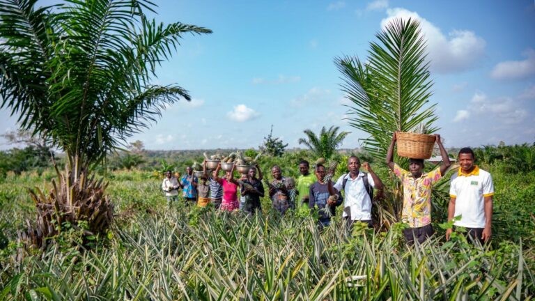 Cooperazione: bilancio positivo per l’ ‘Ananas dolcetto’ del Togo, modello economico e cooperativo vincente