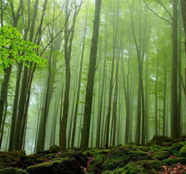 UNESCO: two Italian Beech Forests Added to World Heritage