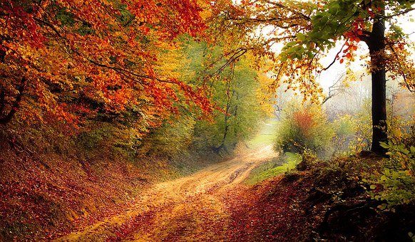 Giornata delle Foreste: Onu, ‘Cambiare i nostri modelli di consumo’