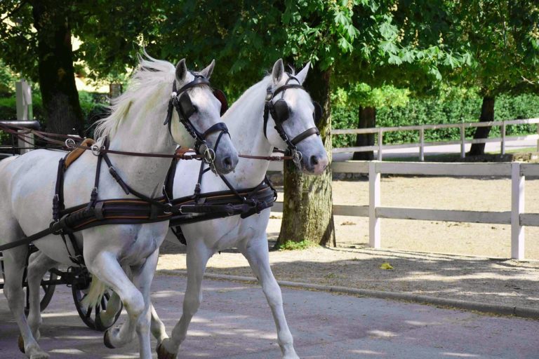 UNESCO: Italy candidates street games (Tocati’) and Lipizzaner Horses for 2022