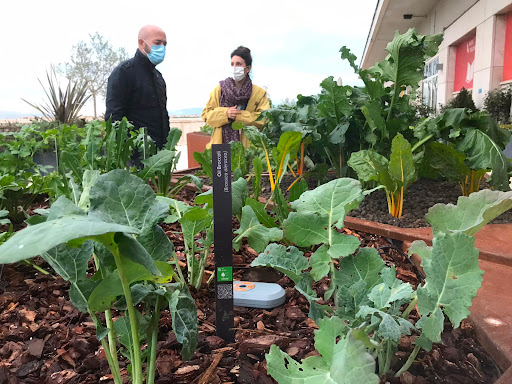 Biodiversità: sul tetto della FAO a Roma nasce il prototipo di orto urbano