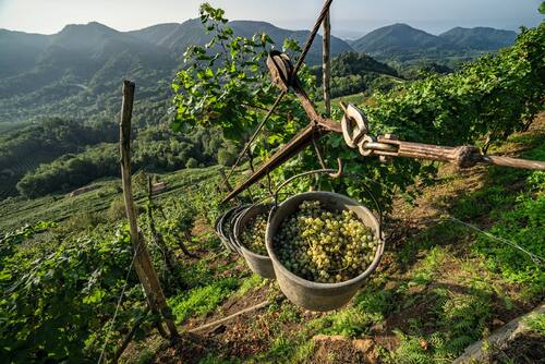 Colline del Prosecco: da ICOMOS luce verde a Patrimonio Mondiale