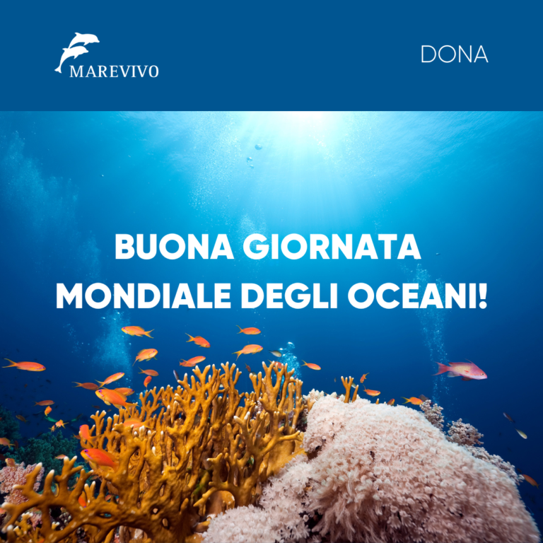 World Oceans Day: Italy at the UN and Marevivo join forces to protect