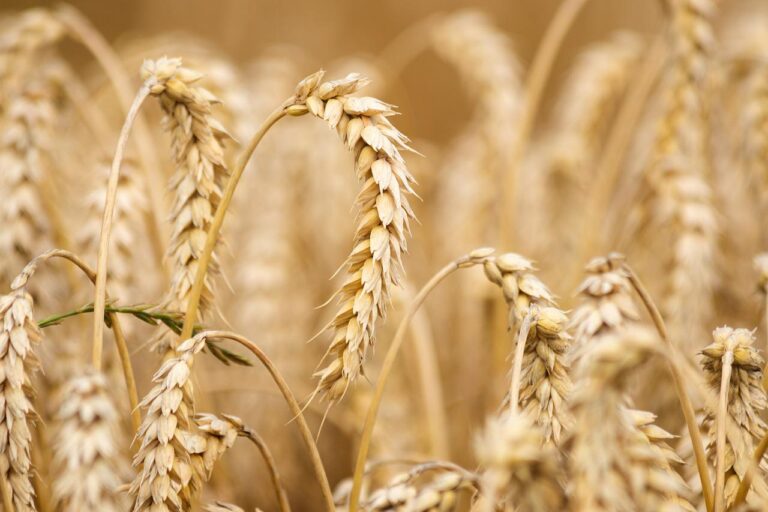 Ukraine: wheat shortage; Di Maio at the UN for initiatives to lower prices